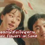 ดอกไม้สังเวียนทราย Like Flowers in Sand (2023)